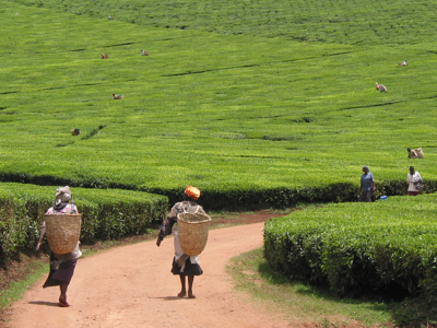 Vrouwen met manden lopen over een zandpad langs groene theeplantages op de route Kenia, Tanzania en Zanzibar.