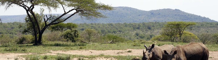 Twee neushoorns drinken bij een waterpoel in Hluhluwe Umfolozi nationaal park, Zuid-Afrika.
