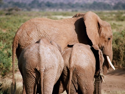 Olifantenfamilie met twee jongen op de savanne in Kenia.