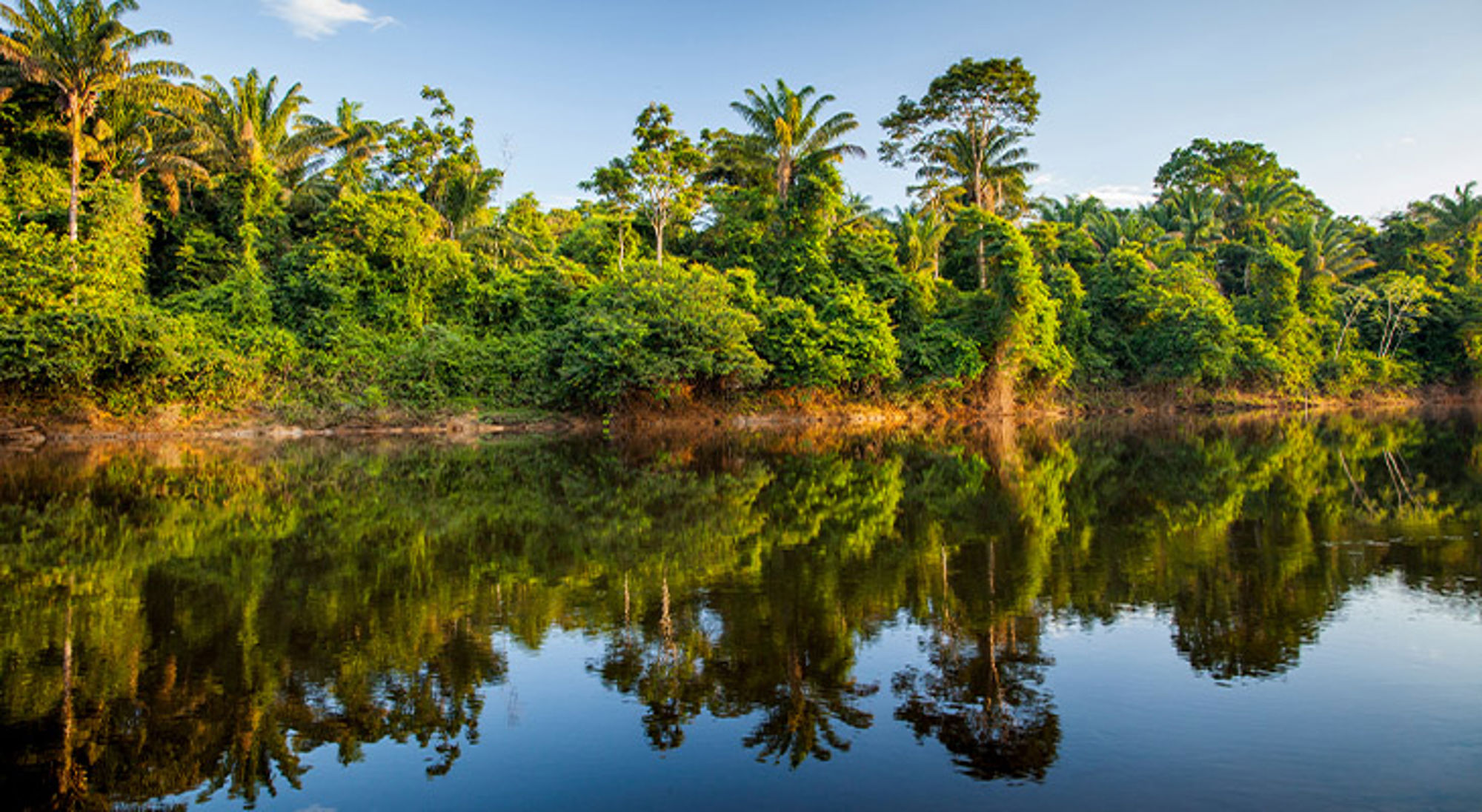 Regenwoud Suriname Tropisch regenwoud langs een rustige rivier met spiegeling van palmbomen in het water.