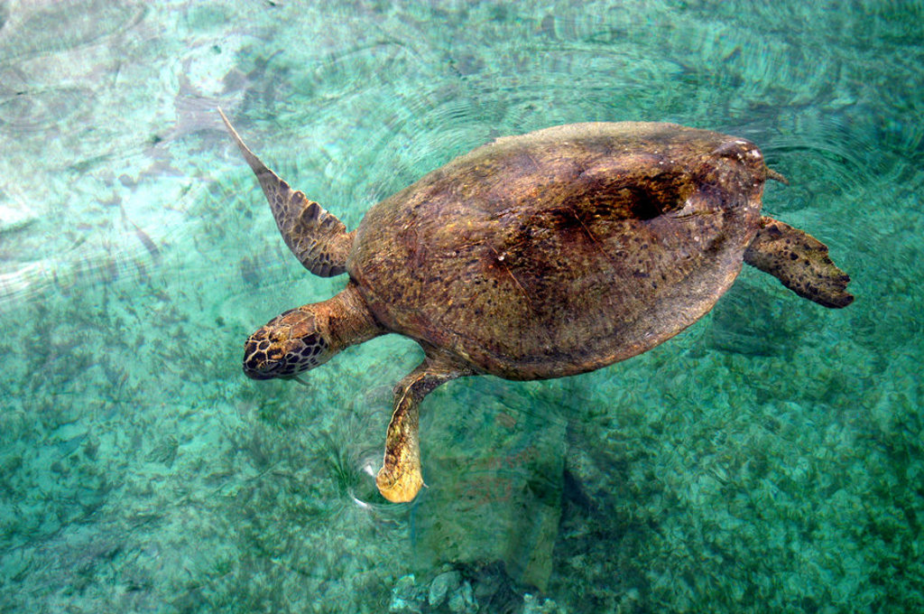 Zeeschildpad zwemt in helder turquoise water tijdens groepsrondreis Kalimantan, Indonesië.