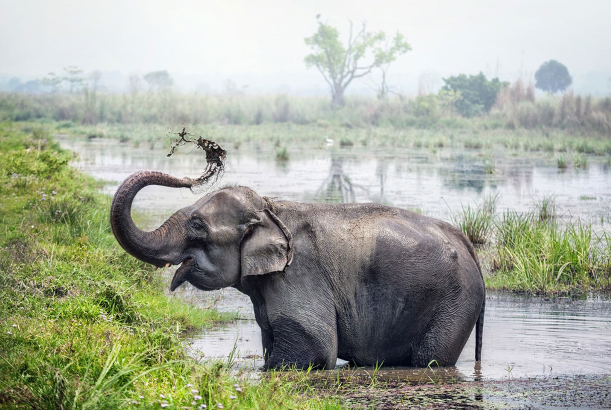Olifant in het water die modder opspuit in een moeraslandschap in Nepal.