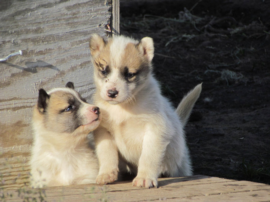 Twee sledehondpups in Groenland bij Disko Bay, zittend op een houten plank.