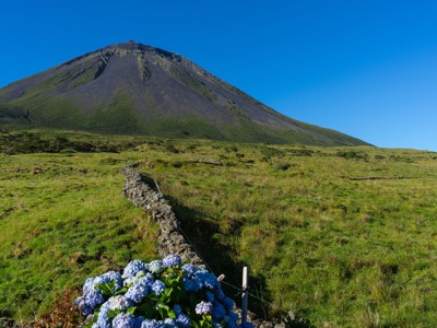 Groene hellingen van de vulkaan Pico op de Azoren, met lavamuur en hortensia’s op de voorgrond.