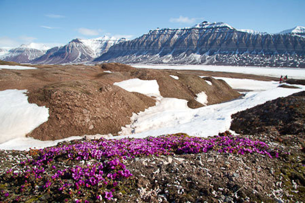 Paarse poolbloemen op rotsgrond met sneeuwvelden en bergen op Spitsbergen tijdens cruise met de Antigua.