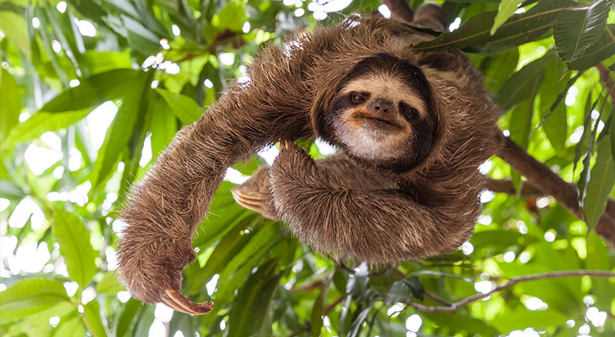 Costa Rica Luiaard hangt aan een tak in het groene regenwoud.
