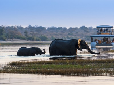 Olifanten steken de Zambezi over bij Victoria Falls, met een safari-boot op de achtergrond.