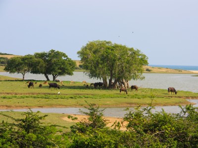 Groen landschap bij een lagune in Sri Lanka met grazende waterbuffels en bomen op de oever.