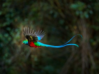 Quetzalvogel in vlucht boven het regenwoud in Guatemala en Honduras route naar Copán.