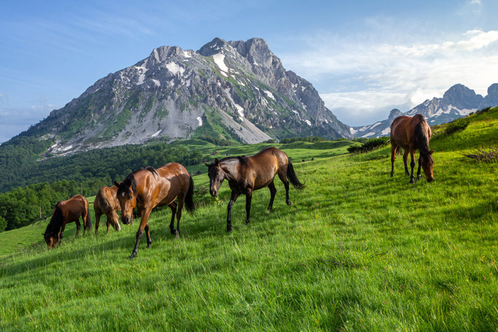 Paarden grazen op een groene bergweide met hoge rotsbergen op de achtergrond tijdens groepsrondreis Zuid-Oost Europa.