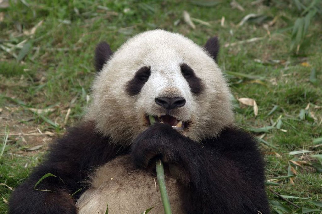 Reuzenpanda die bamboe eet tijdens een familiereis China.