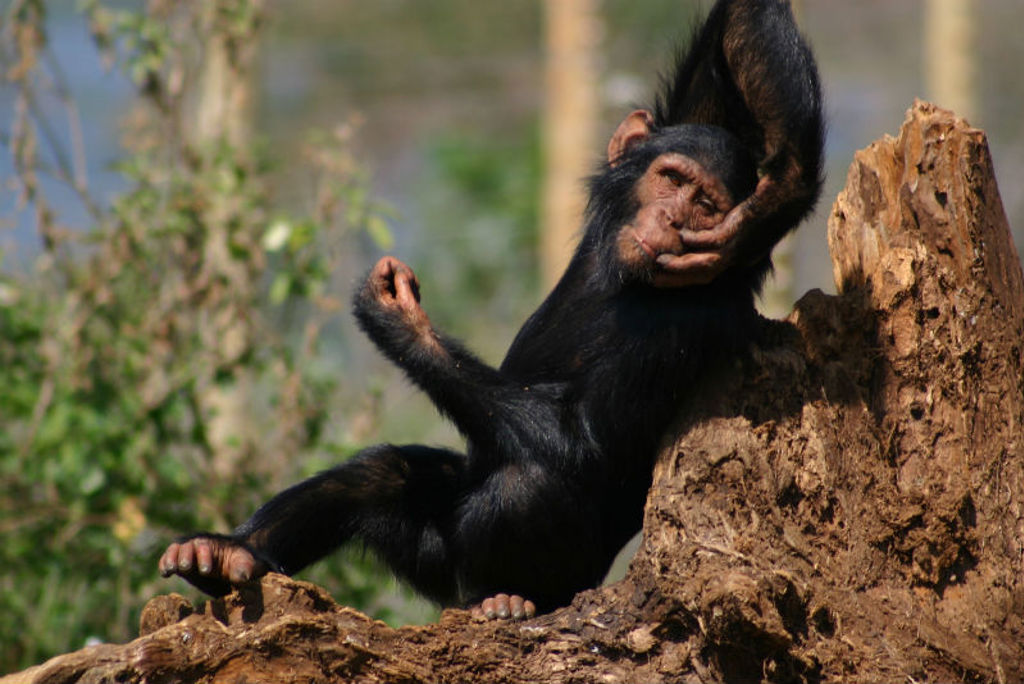 Chimpansee rustend op een boomstronk tijdens groepsrondreis Uganda en Rwanda.