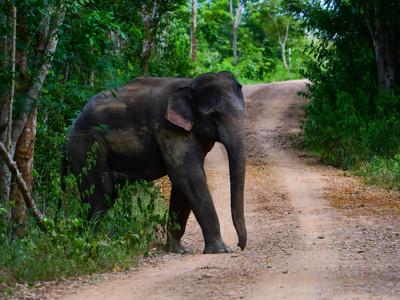 Wilde olifant op een zandpad in het groene woud van Zuid-Thailand.