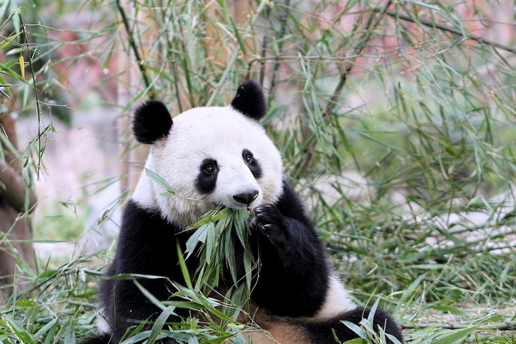 Reuzenpanda die bamboe eet tijdens een groepsrondreis China.