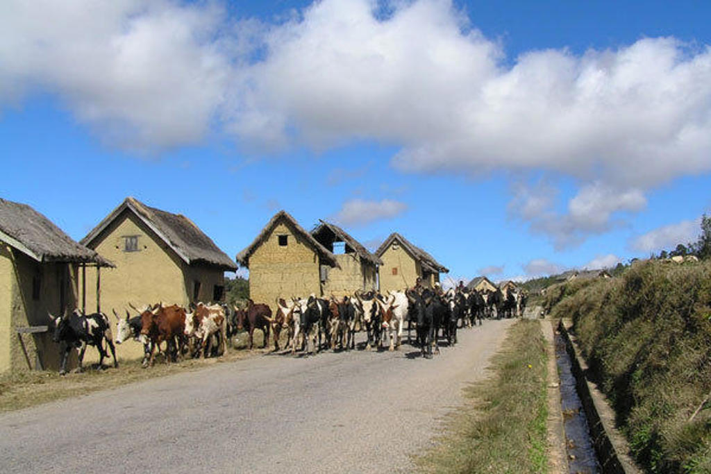 Zeboes op de weg langs traditionele huizen tijdens een familiereis door Madagascar.
