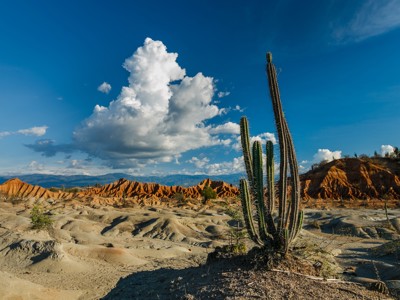 Cactus in de Tatacoa-woestijn met rode rotsformaties en wolkenlucht, Route Colombia.