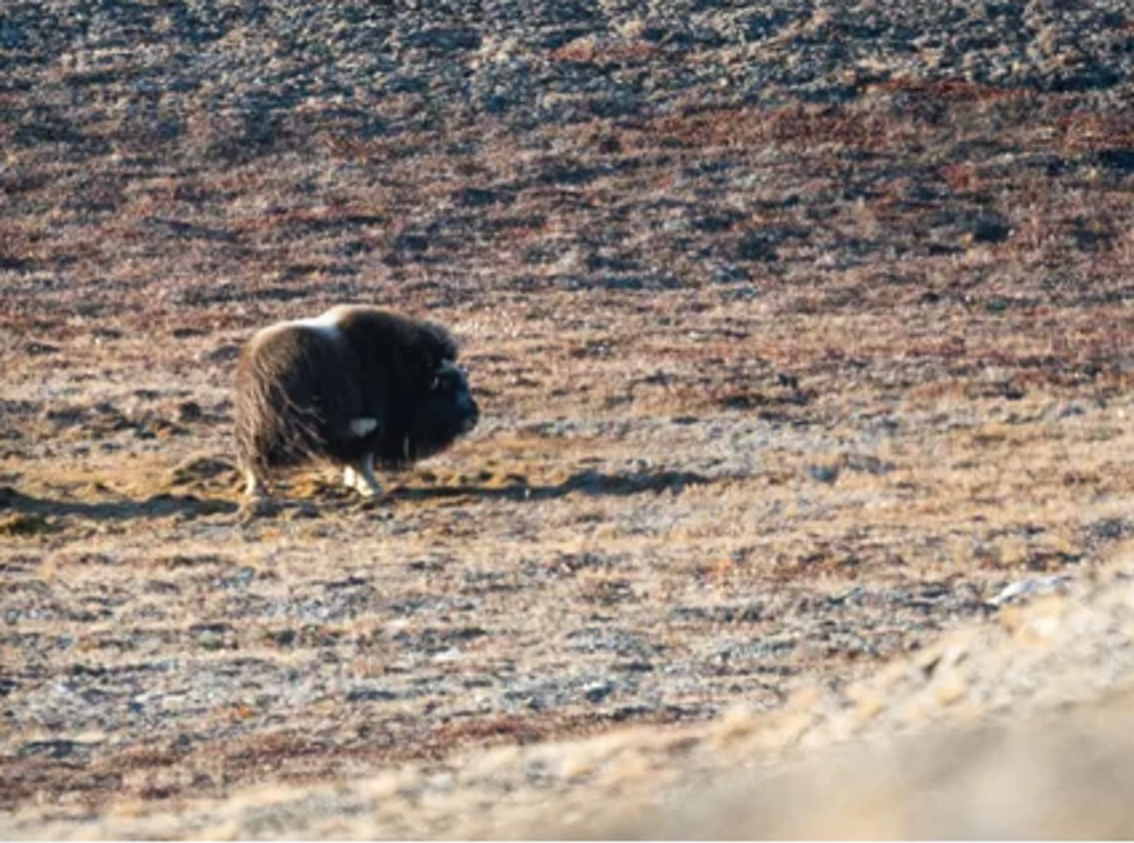 Muskusos op de tundra in Groenland tijdens een groepsrondreis op zoek naar het noorderlicht.