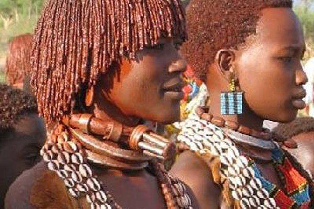 Groene aap in de bomen tijdens een groepsrondreis door Ethiopië.