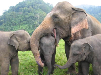 Olifantenfamilie met twee kalfjes op een groene vlakte in Thailand.