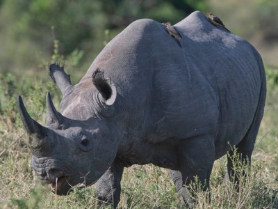 Neushoorn in de savanne tijdens de Route Oost-Afrika familiereis in Kenia en Tanzania.