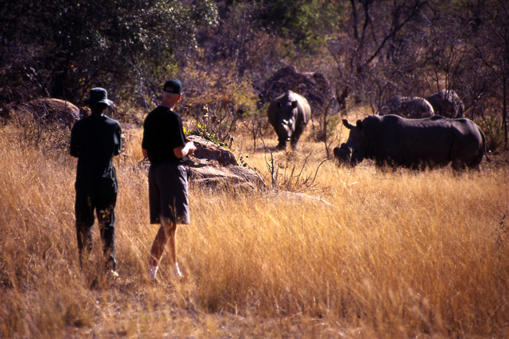 Wandelsafari tijdens groepsrondreis Zimbabwe, met twee reizigers die neushoorns spotten in de savanne.
