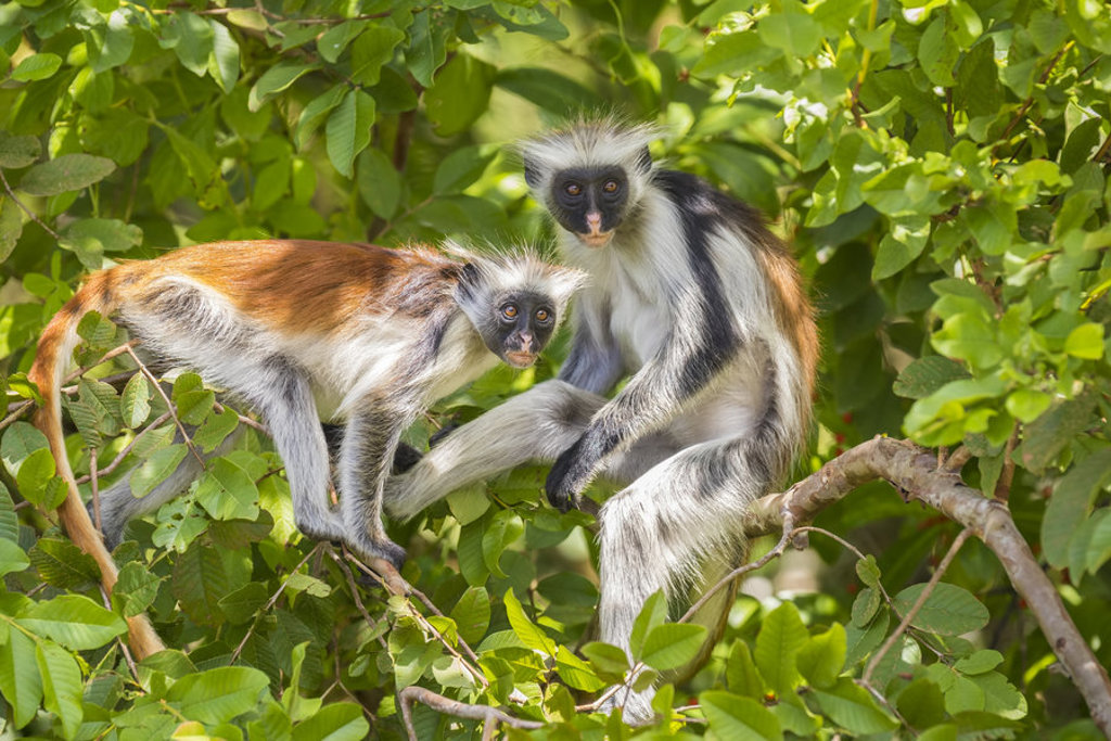 Franjeaap in de bomen tijdens 22-35ers reis Kenia & Tanzania.