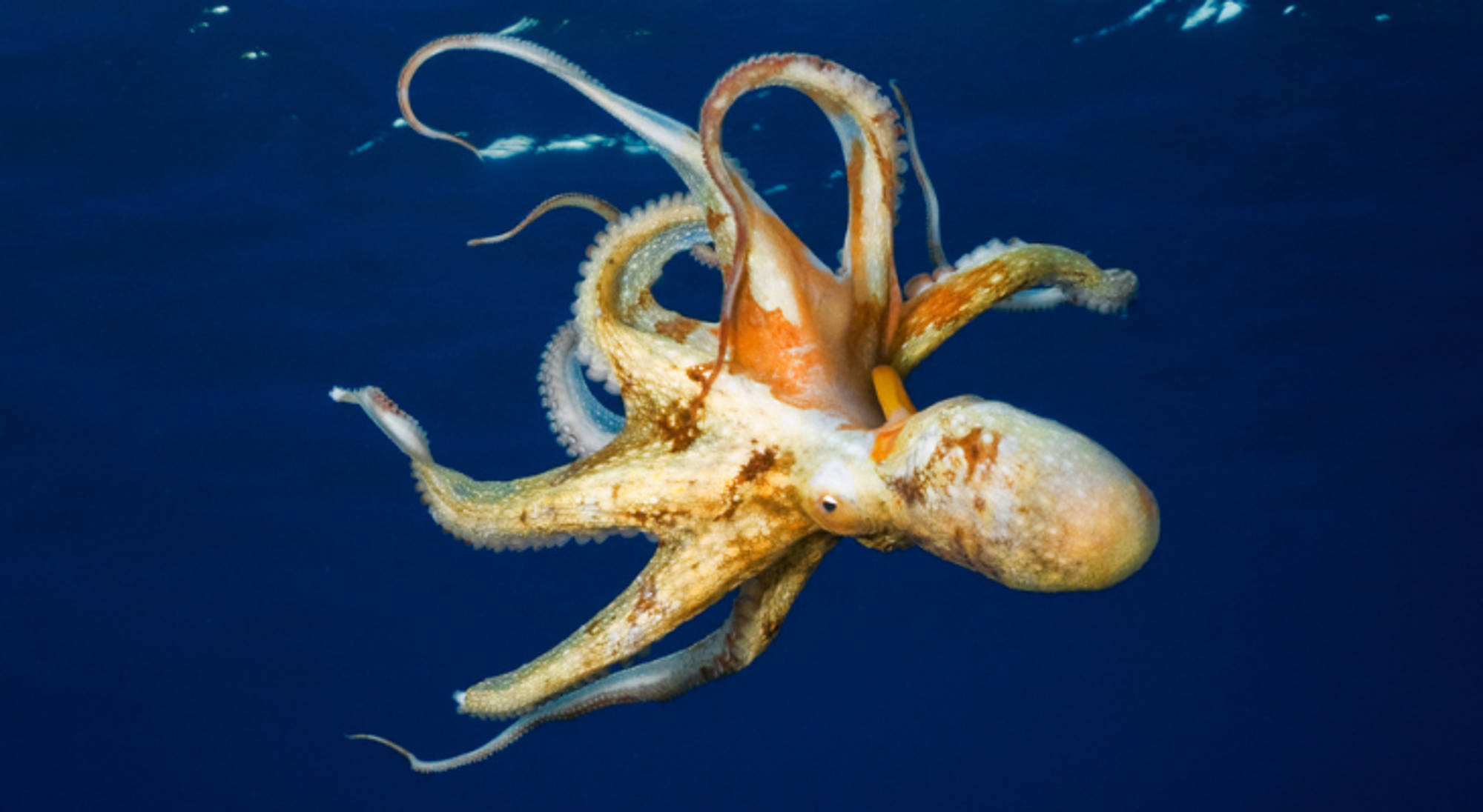 Octopus Octopus zwemt onder water met gespreide tentakels in diepblauwe zee.