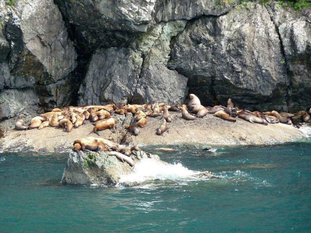 Elk in de wildernis van Alaska, onderdeel van de groepsrondreis Alaska kampeer/hotel reis.