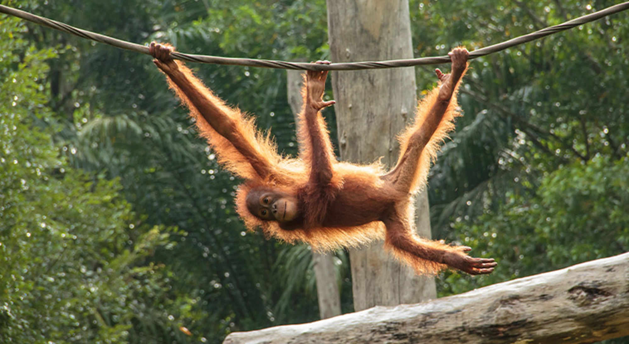 Bezoek verantwoorde opvangcentra Orang-oetan slingert aan een touw in het regenwoud.