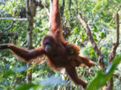 Orang-oetan slingert door het regenwoud op Sumatra tijdens de route Sumatra, Java en Bali.