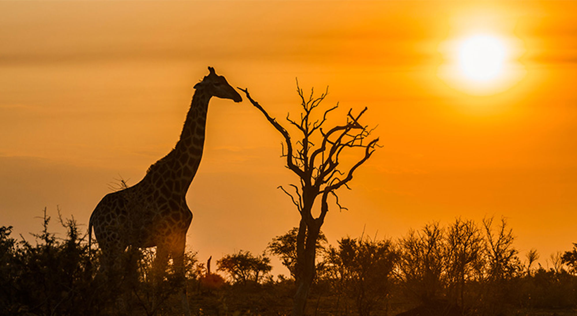 Giraffe in silhouet bij zonsondergang op de savanne in Zuid-Afrika.