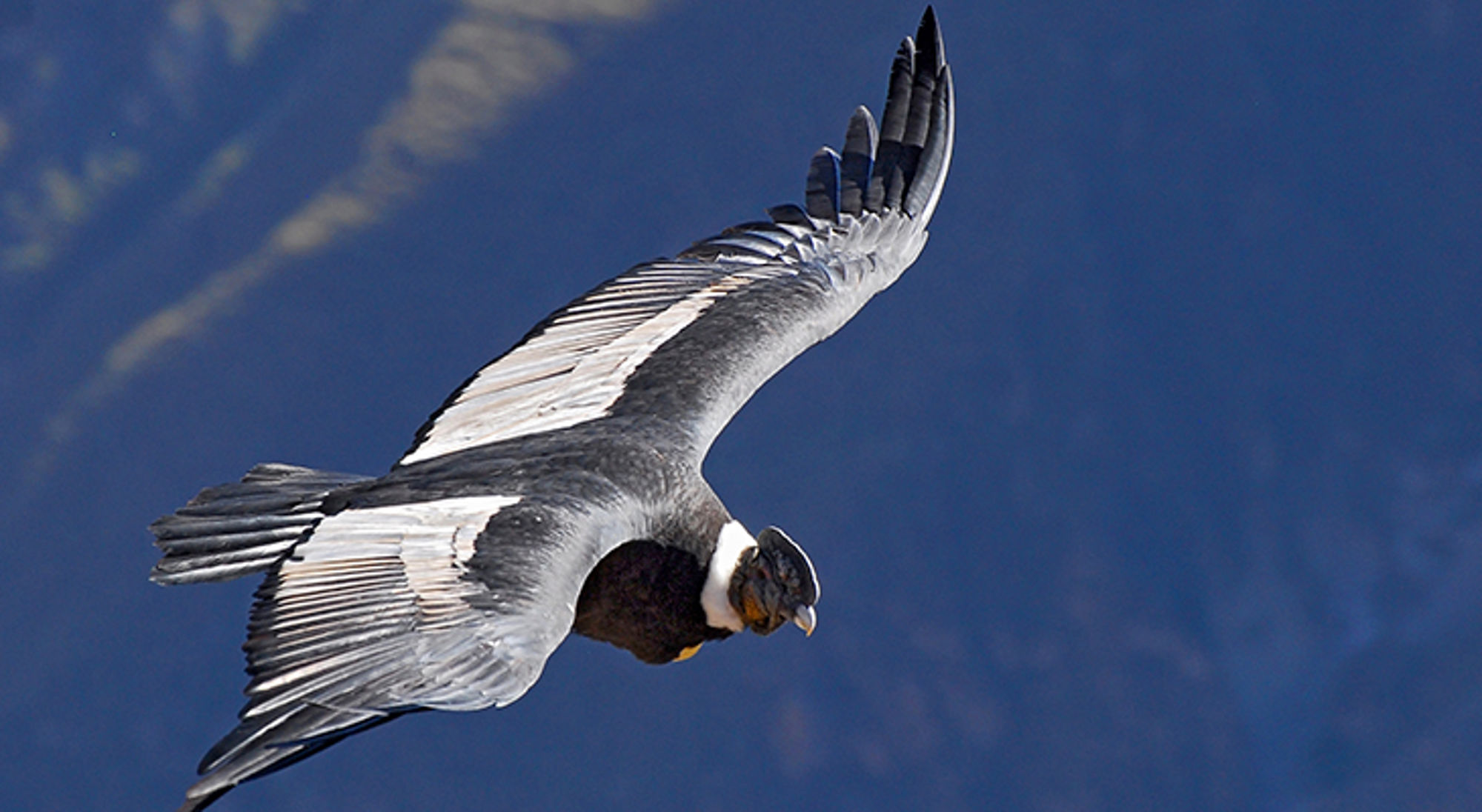 Condor zweeft met gespreide vleugels boven de bergen.