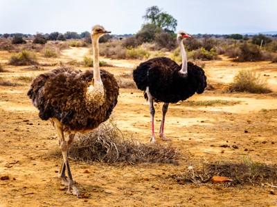 Twee struisvogels in het droge landschap van de Karoo op de route Kaapstad - Johannesburg.
