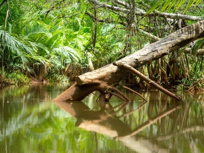 Omgevallen boom in een rustige rivier in het Amazonewoud van Ecuador, met dicht groen eromheen.