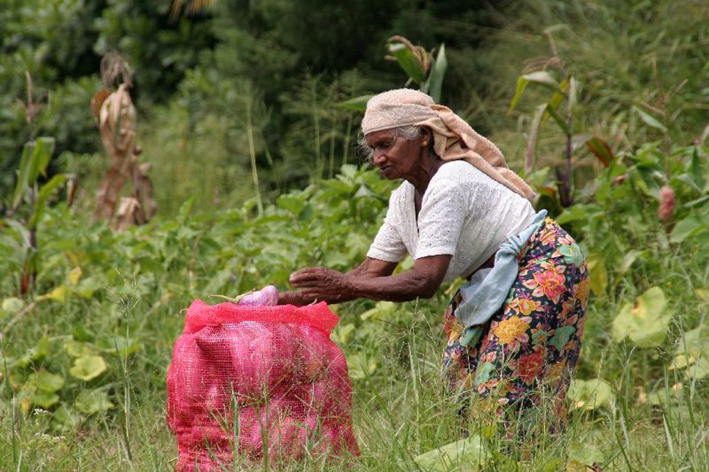 Vrouw oogst groenten op het platteland van Sri Lanka tijdens groepsrondreis Sri Lanka Hoogtepunten.