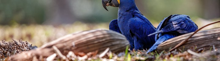 Blauwe hyacintara op de grond in een Braziliaans natuurgebied.