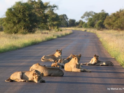 Leeuwinnen rusten op de weg tijdens safari in Kruger National Park, Zuid-Afrika.