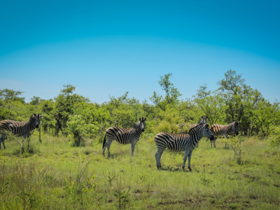 Zebra’s in de savanne langs route Johannesburg–Kaapstad in Zuid-Afrika.
