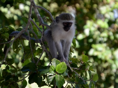 Vervet aap in een boom in Zuid-Afrika tijdens de route Zuid Afrika.