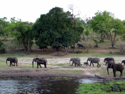 Kudde olifanten bij een waterpoel langs de route Victoria Falls - Kaapstad.
