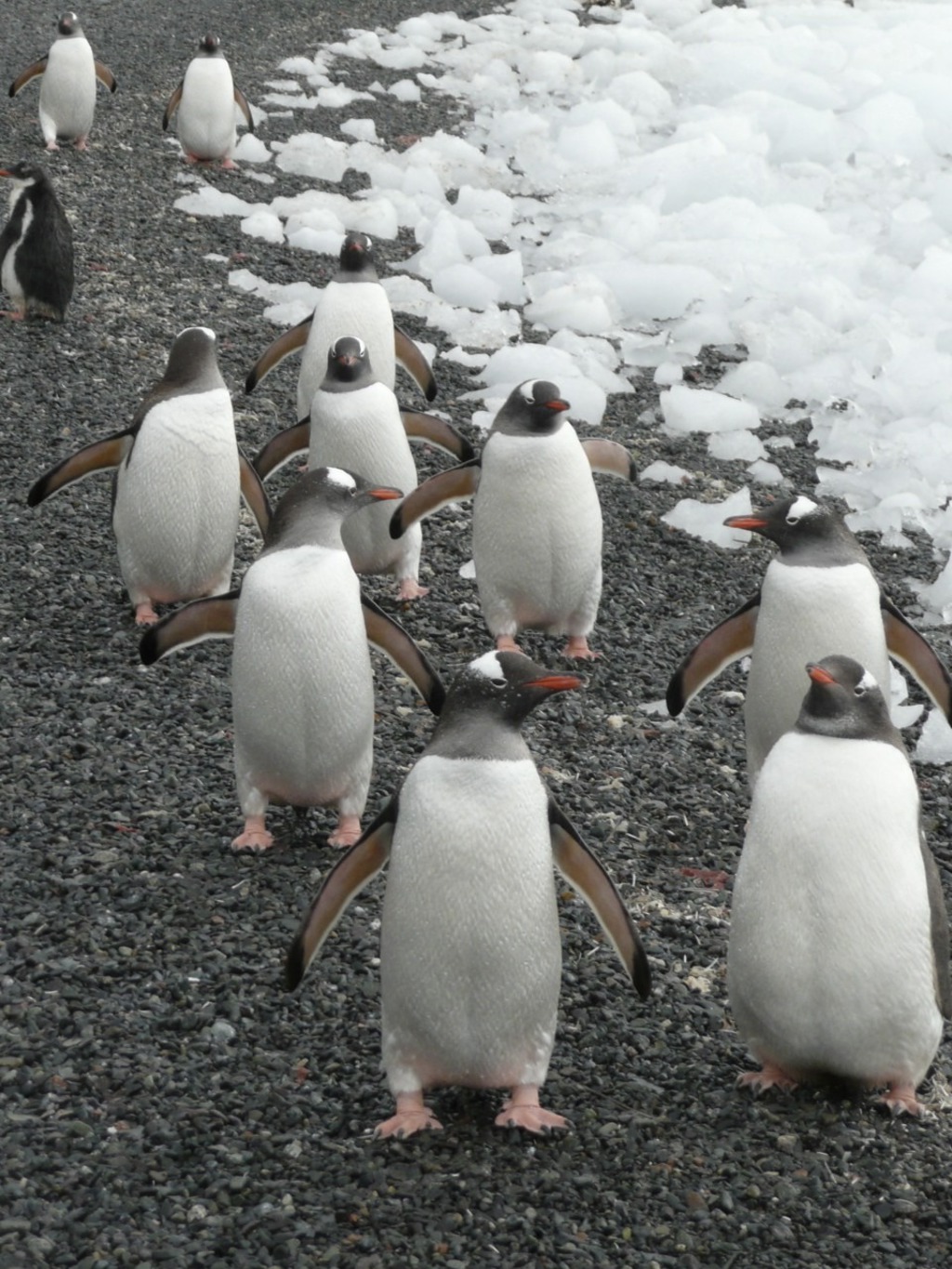 Ezelspinguïns op een kiezelstrand langs het ijs in Antarctica en South Georgia.