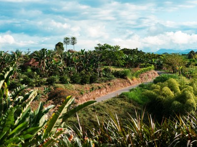 Landweg door groene bananenplantages in Colombia, Route Colombia.
