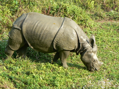 Neushoorn graast in het groene landschap van Nepal tijdens de Route Nepal Annapurna.