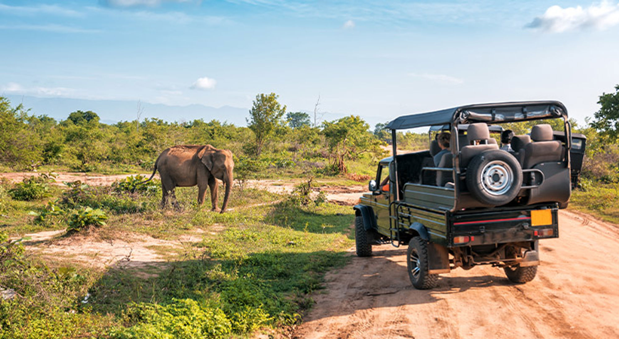 Jeepsafari in Udawalawe Safari-jeep op zandpad met olifant in het grasland.