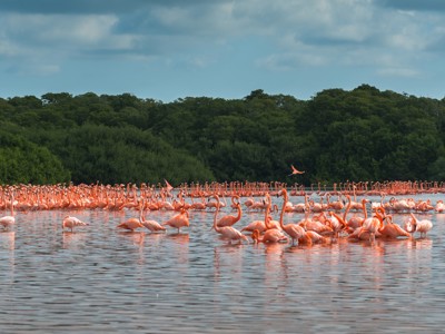 Roze flamingo’s in ondiep water bij mangroven langs de Route Ruta Maya.