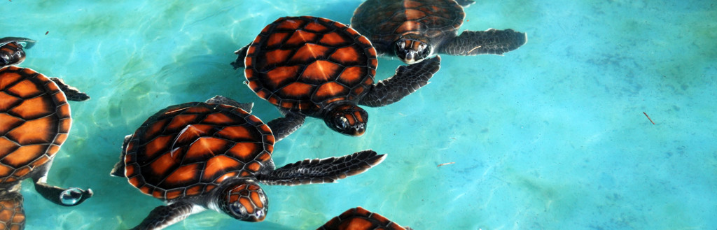 Zeeschildpadden zwemmen in helderblauw water bij de Kleine Sunda eilanden in Indonesië.