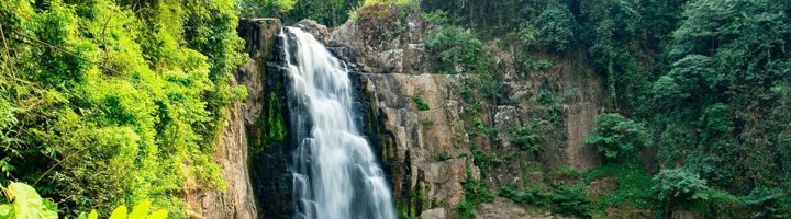Groene jungle met hoge bomen en dicht bladerdak in Khao Yai Nationaal Park, Thailand.