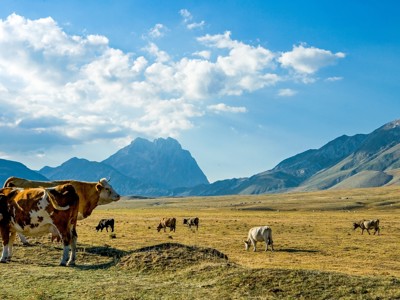Grazende koeien op een hoogvlakte in de Centrale Apennijnen met bergtoppen op de achtergrond.