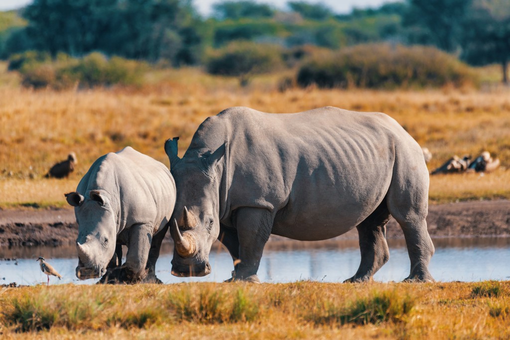 Twee neushoorns bij een waterplas tijdens een safari in Kenia en Tanzania.