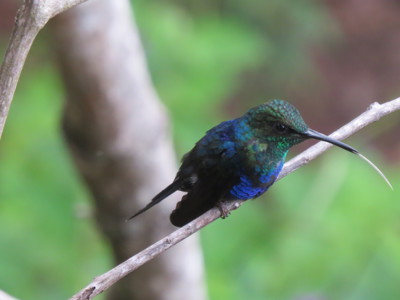 Blauwgroene kolibrie op een tak in het regenwoud van Noord-Peru.